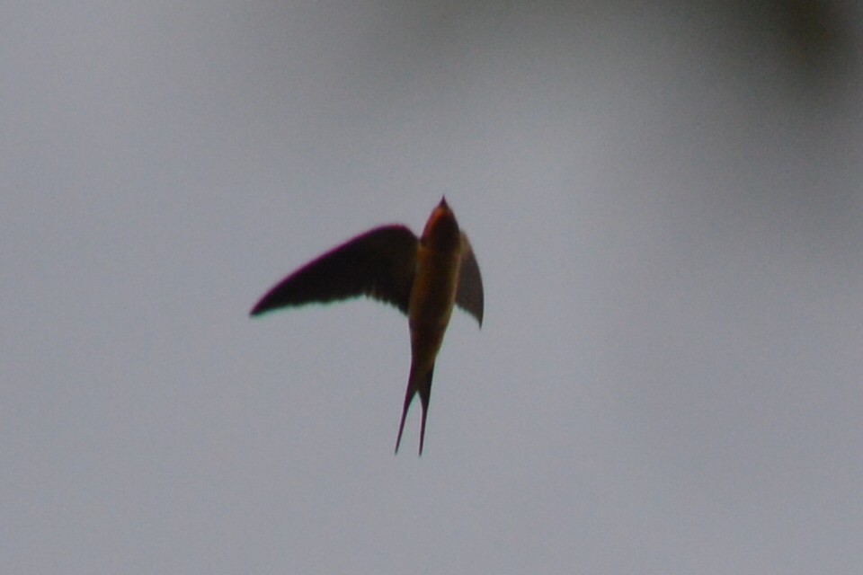 Barn Swallow - Carlos Mancera (Tuxtla Birding Club)