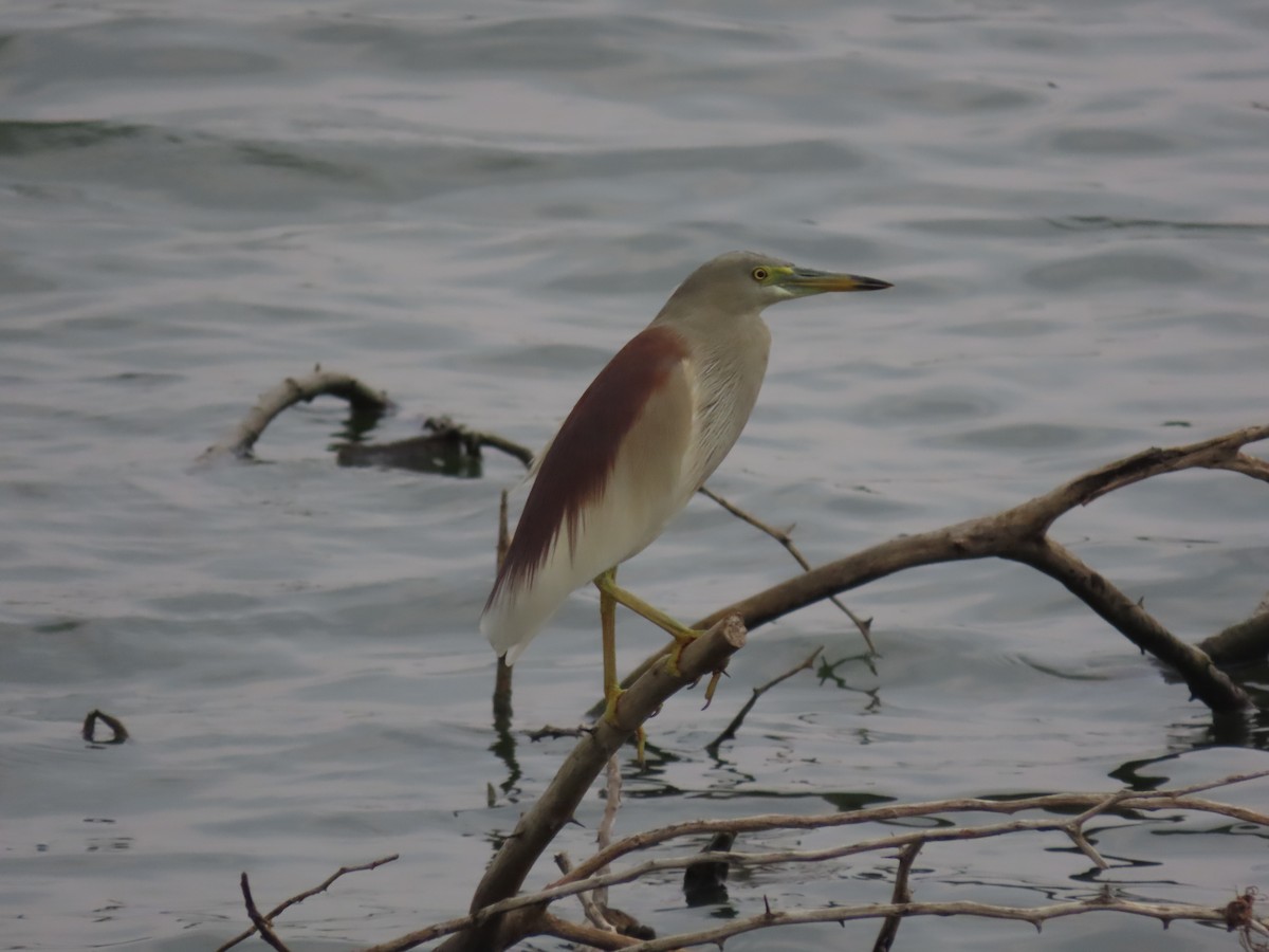 Indian Pond-Heron - ML578336311