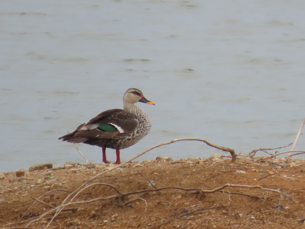 Indian Spot-billed Duck - ML578336431