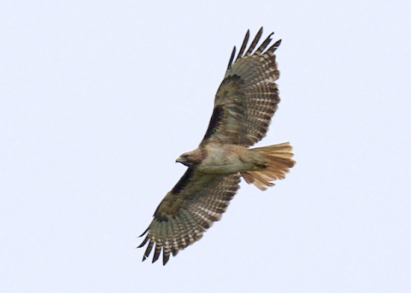Red-tailed Hawk - ML578343131