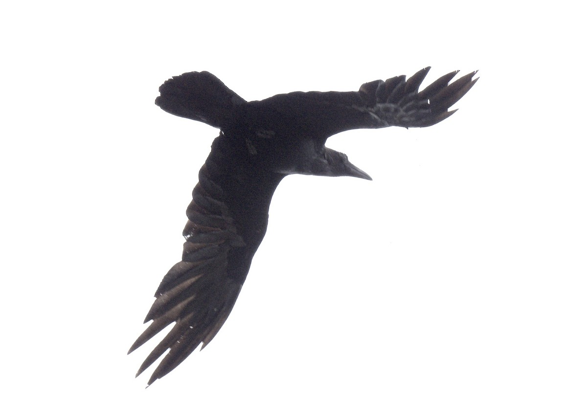Common Raven - ML578343351