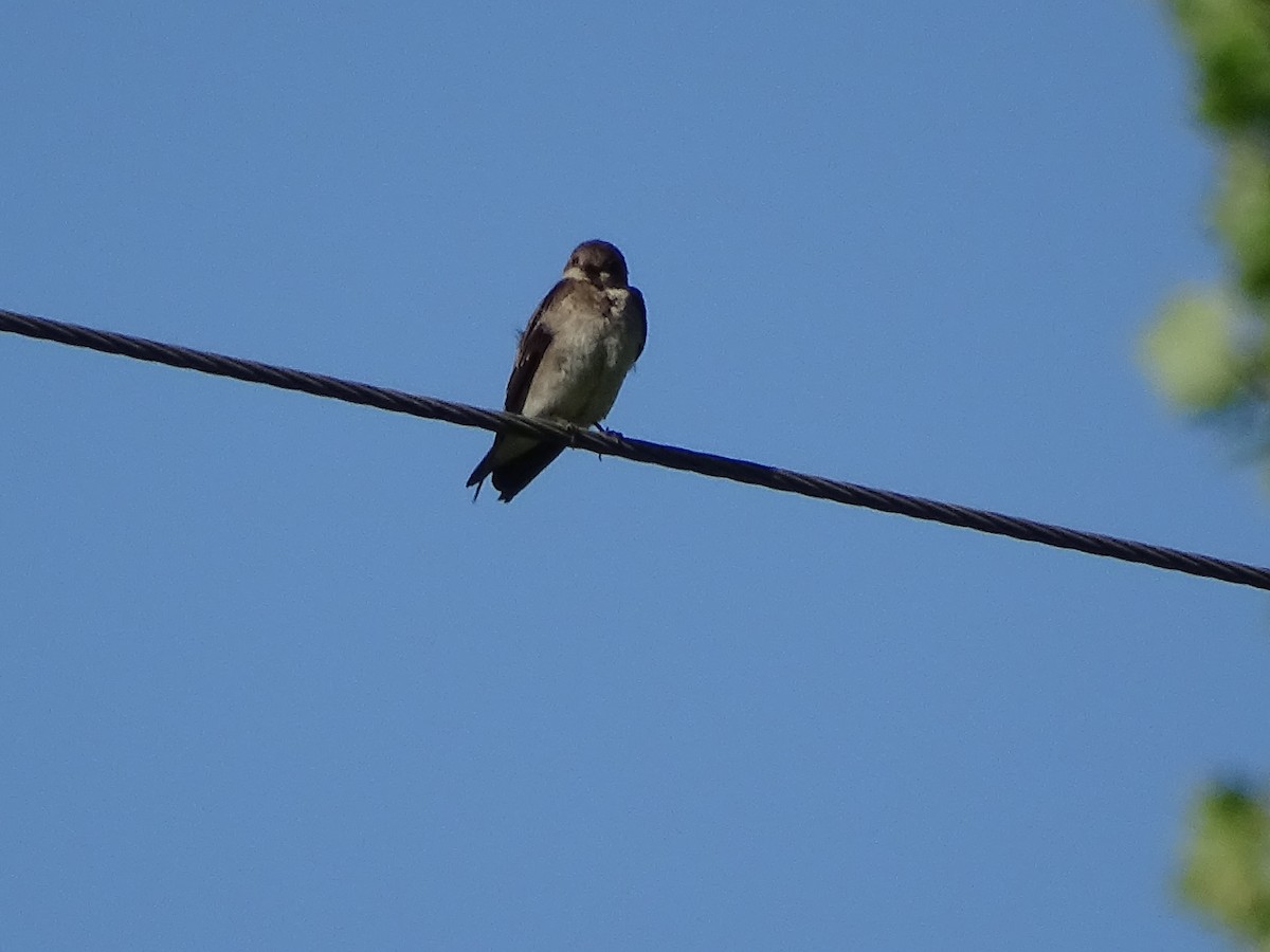 Northern Rough-winged Swallow - ML578343511