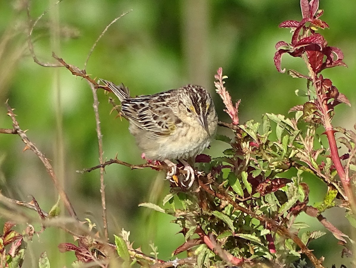 Grasshopper Sparrow - ML578344051
