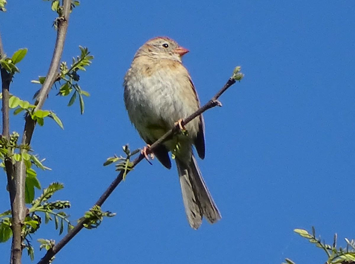 Field Sparrow - ML578344201