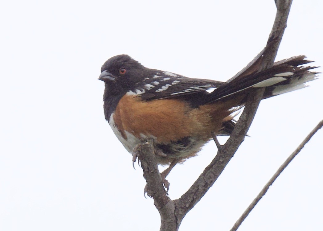 Spotted Towhee - ML578345541