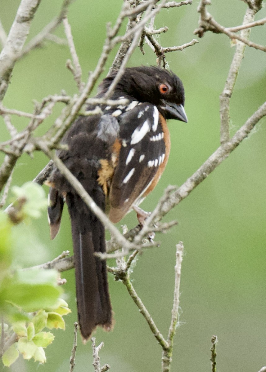 Spotted Towhee - ML578345811
