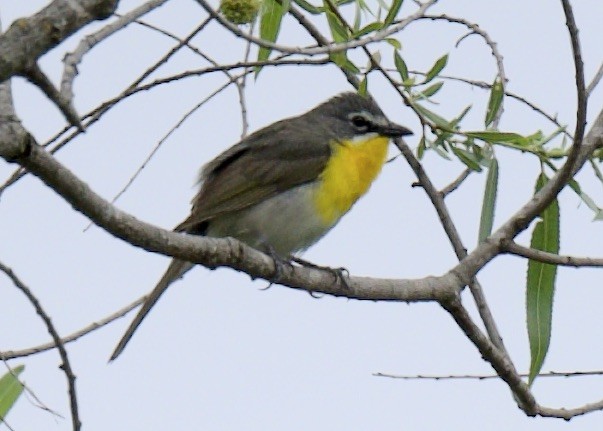 Yellow-breasted Chat - ML578347271