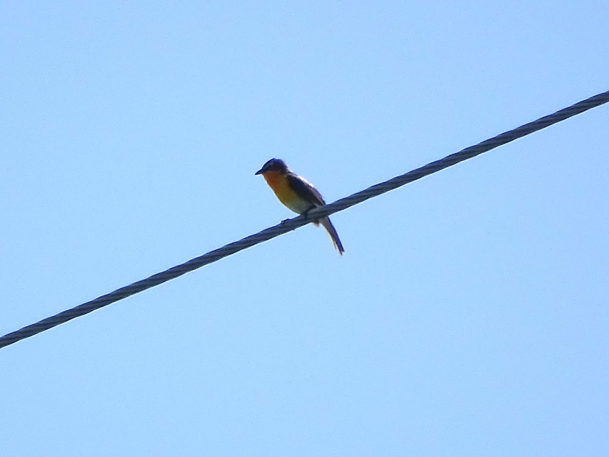 Yellow-breasted Chat - ML578347311