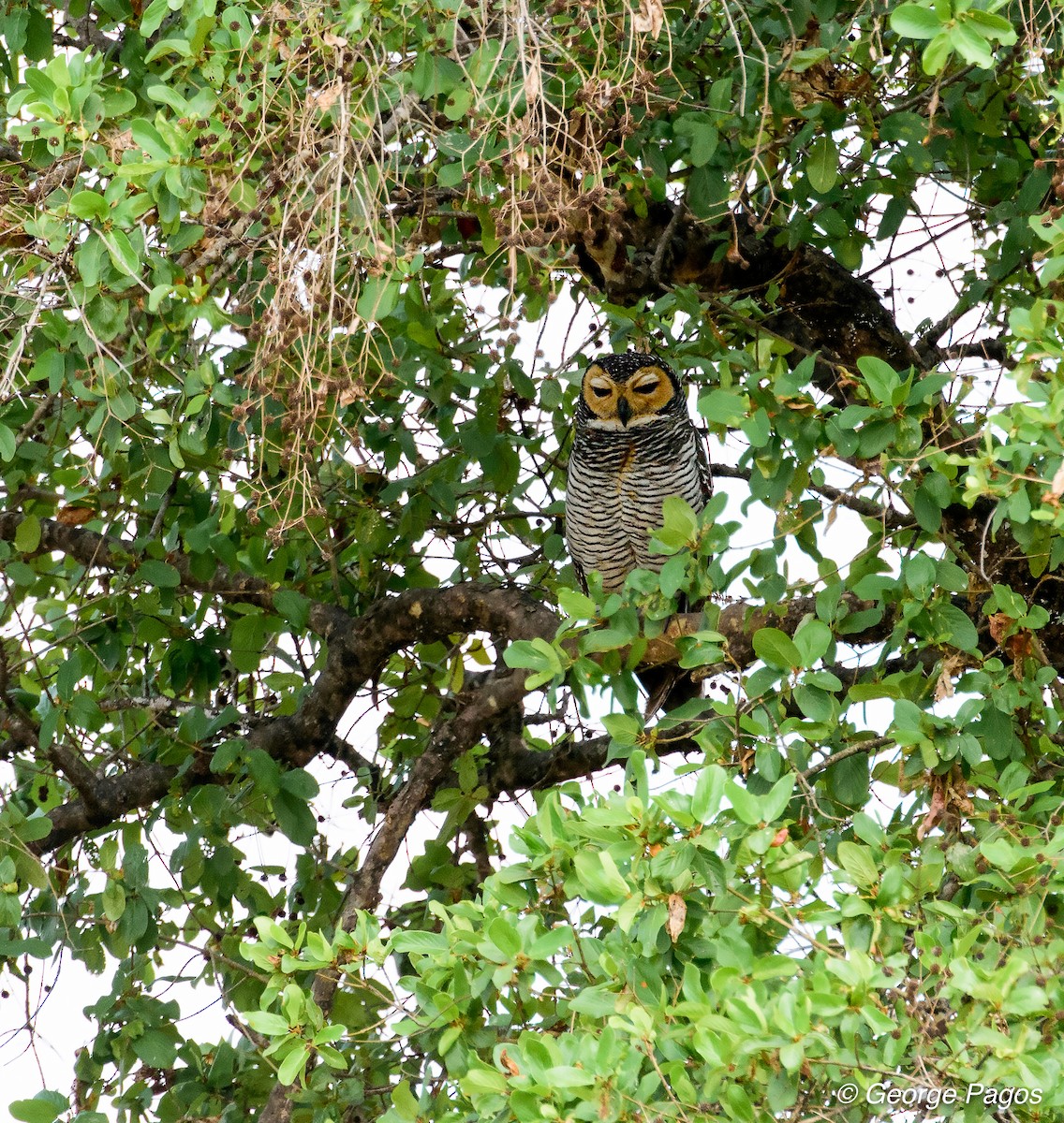 Spotted Wood-Owl - ML57834831