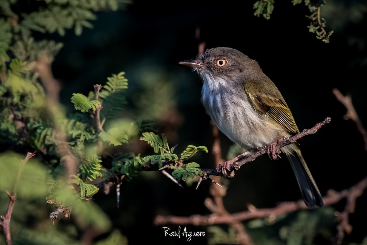 Pearly-vented Tody-Tyrant - Raul Aguero