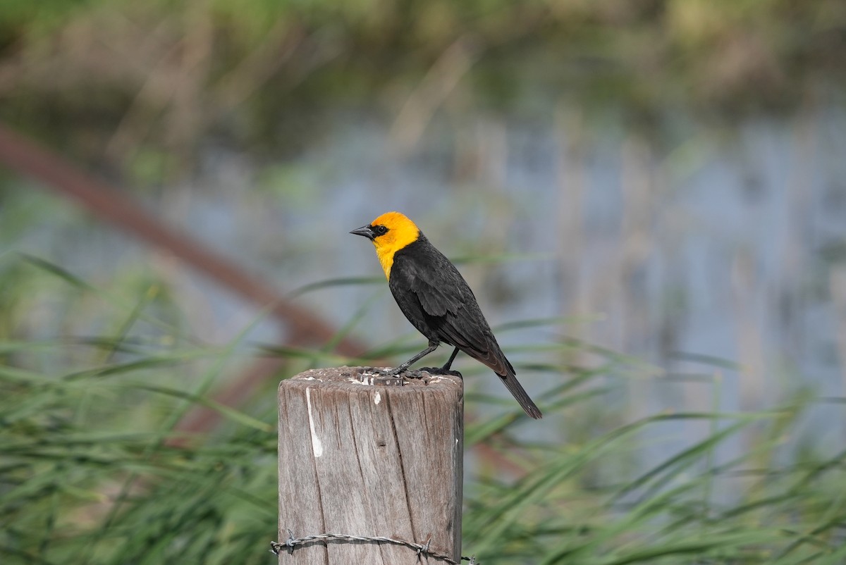 Yellow-headed Blackbird - ML578352511