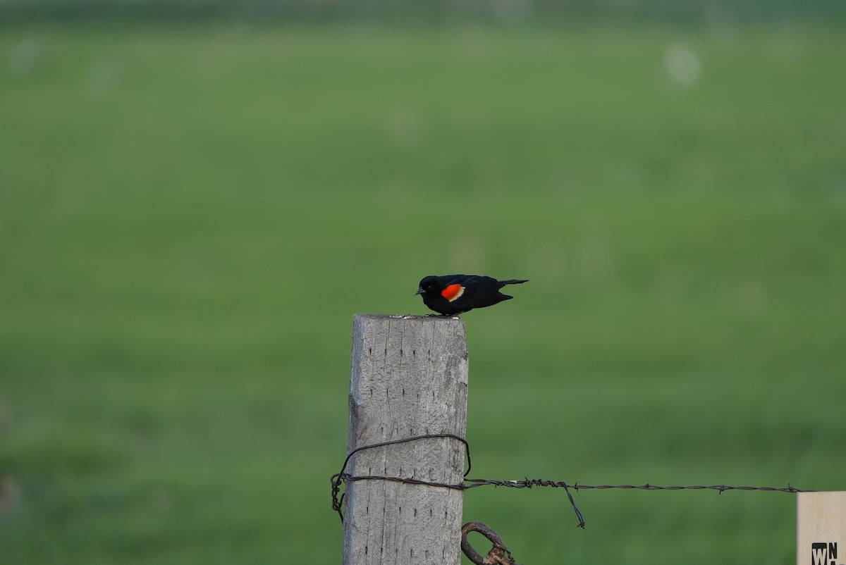 Red-winged Blackbird - ML578352581