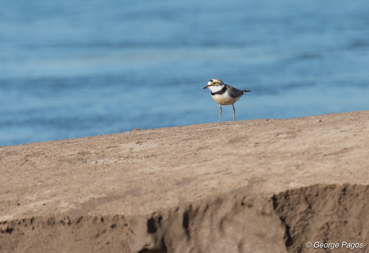 Little Ringed Plover - George Pagos
