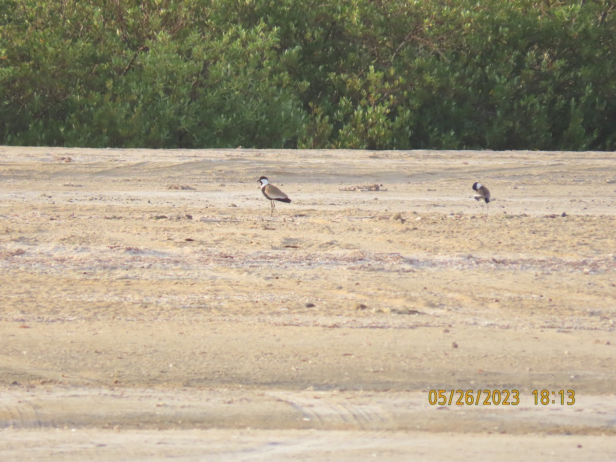 Spur-winged Lapwing - ML578355961