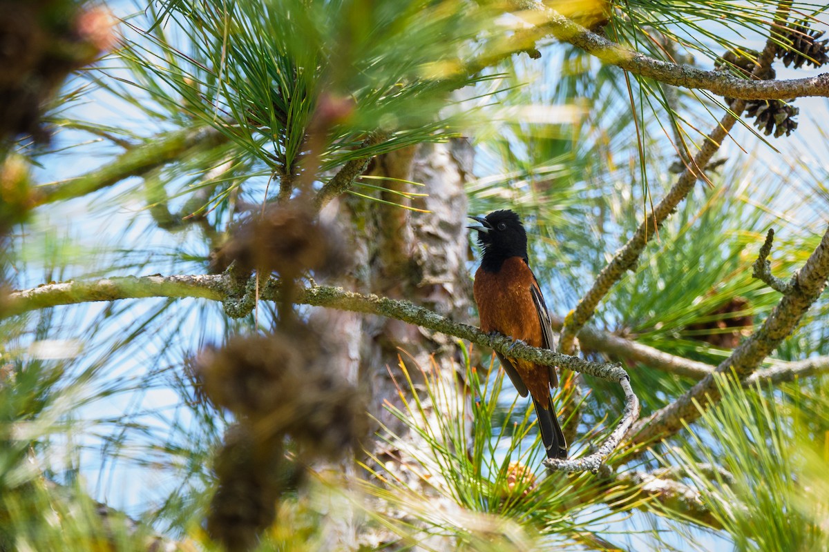 Orchard Oriole - ML578356301