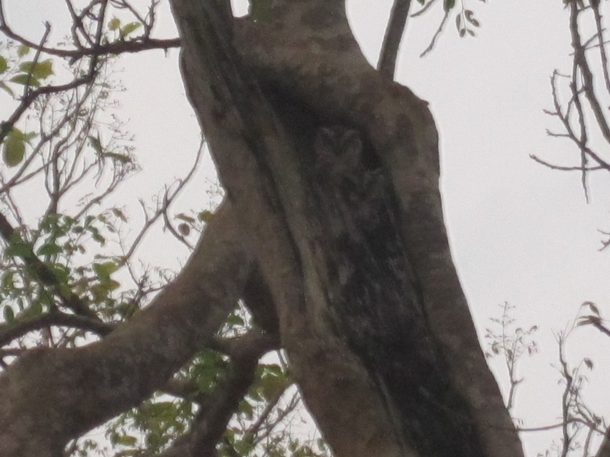Indian Scops-Owl - Anirudh Kamakeri