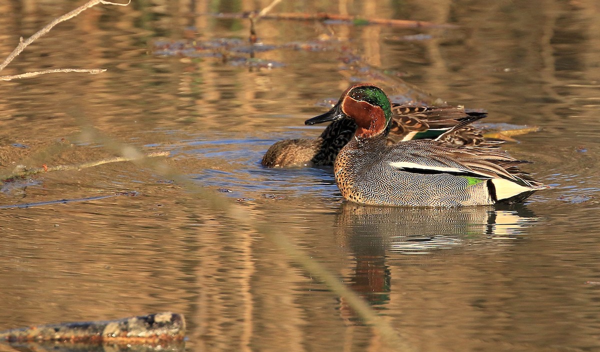 Green-winged Teal - ML57835771