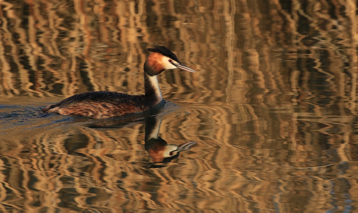 Great Crested Grebe - ML57835851