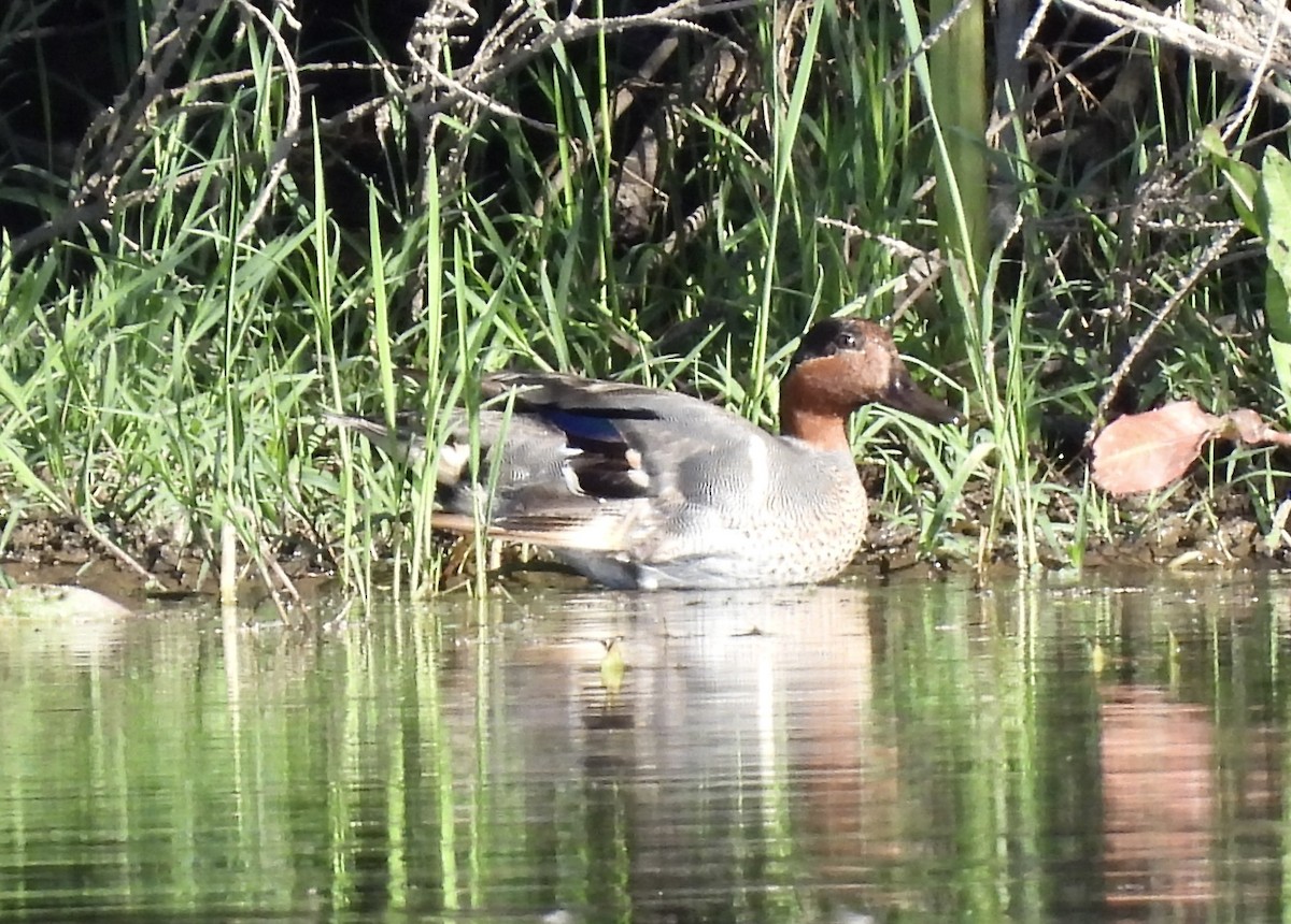Green-winged Teal - ML578359541