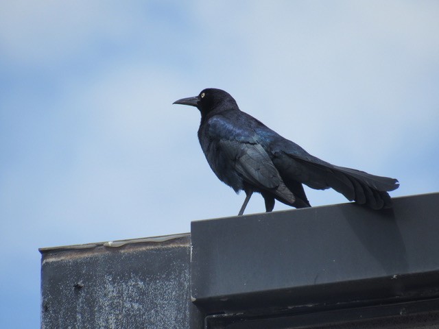 Great-tailed Grackle (Western) - ML578360421