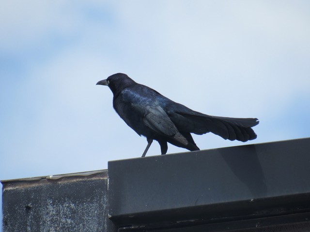 Great-tailed Grackle (Western) - ML578360491