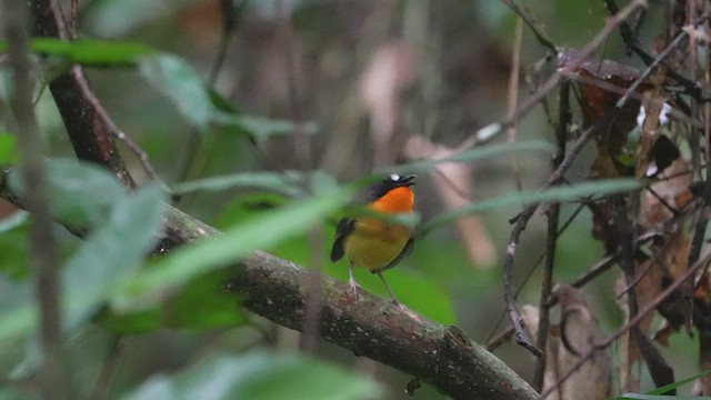 Yellow-breasted Forest Robin - ML578363771