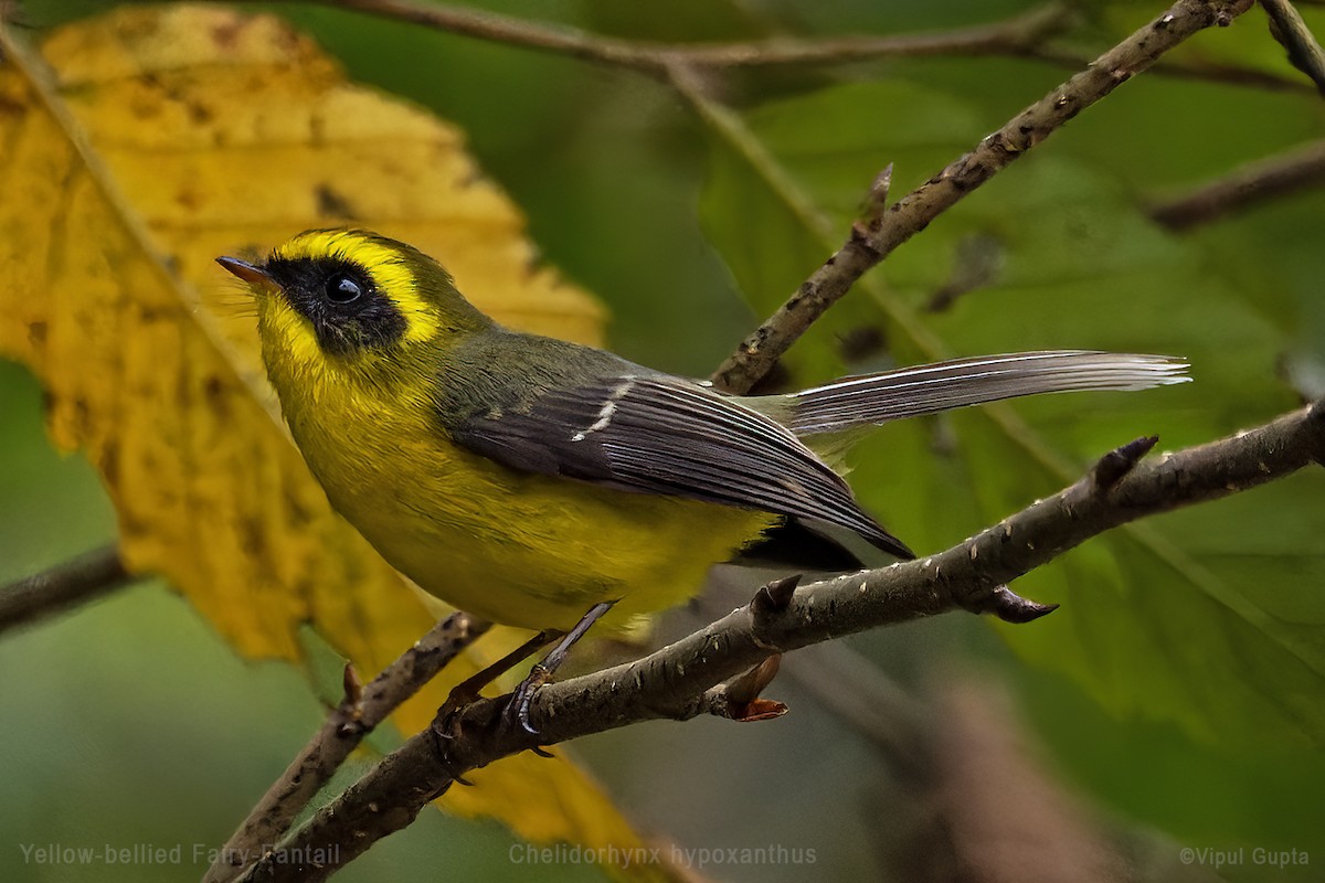 Yellow-bellied Fairy-Fantail - ML578365701