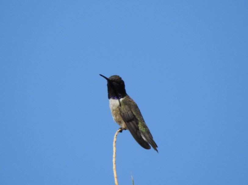 Black-chinned Hummingbird - ML57836641