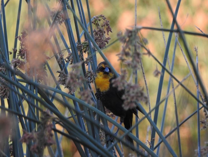 Yellow-headed Blackbird - ML57836711