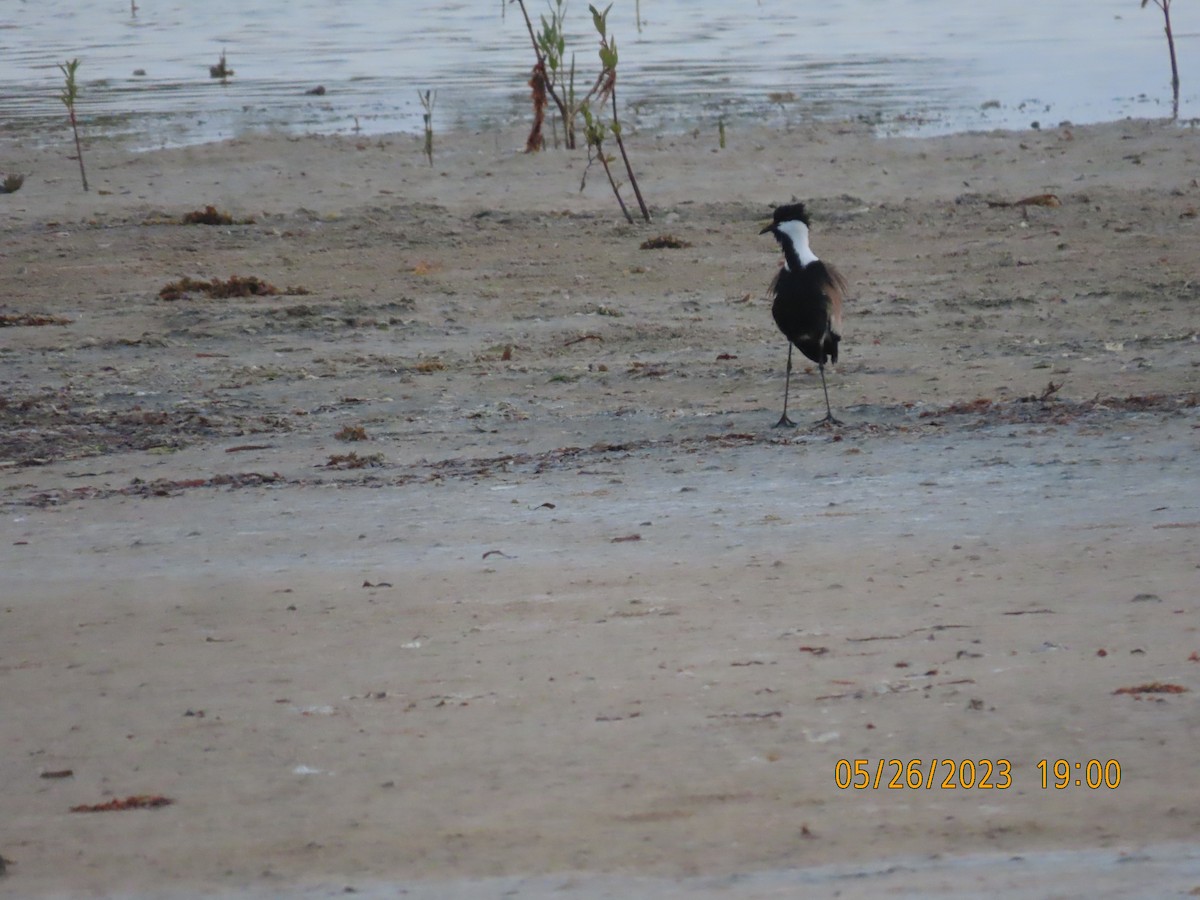 Spur-winged Lapwing - ML578367171