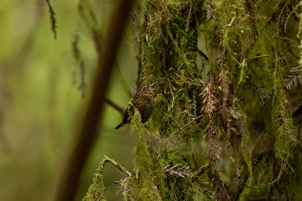Pacific Wren - ML578368221