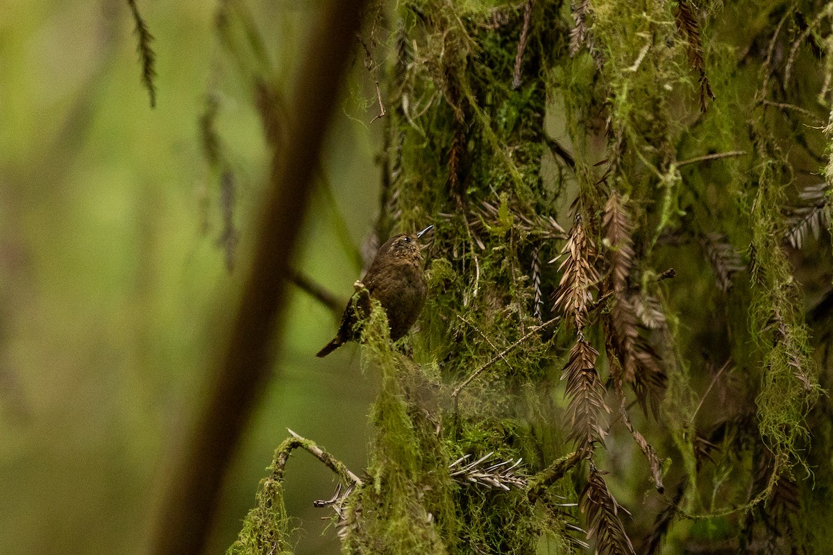 Pacific Wren - Lucy S