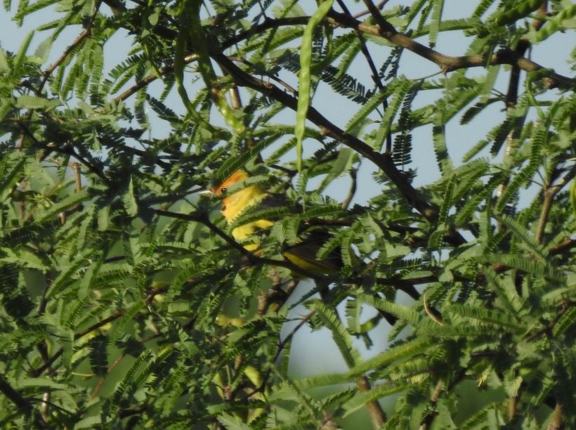 Western Tanager - ML57837021