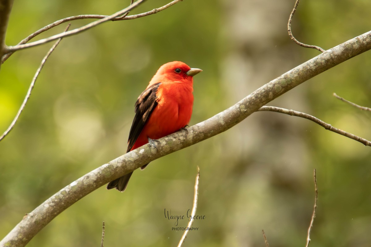 Scarlet Tanager - ML578370211