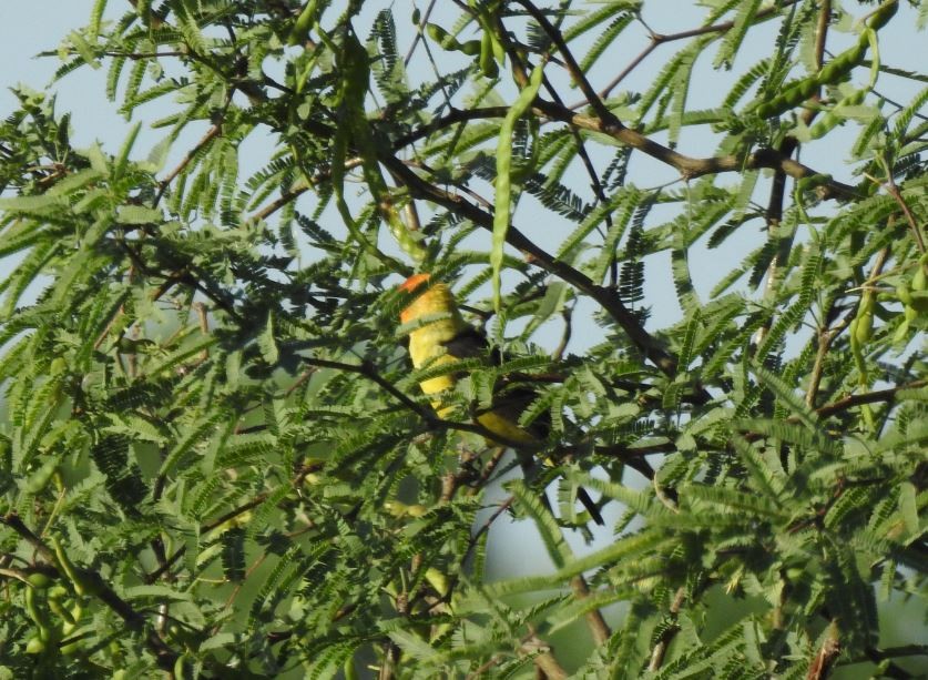 Western Tanager - ML57837031