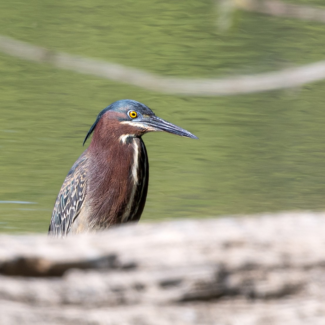 eBird Checklist - 27 May 2023 - Upper Schuylkill Valley Park - 28 species
