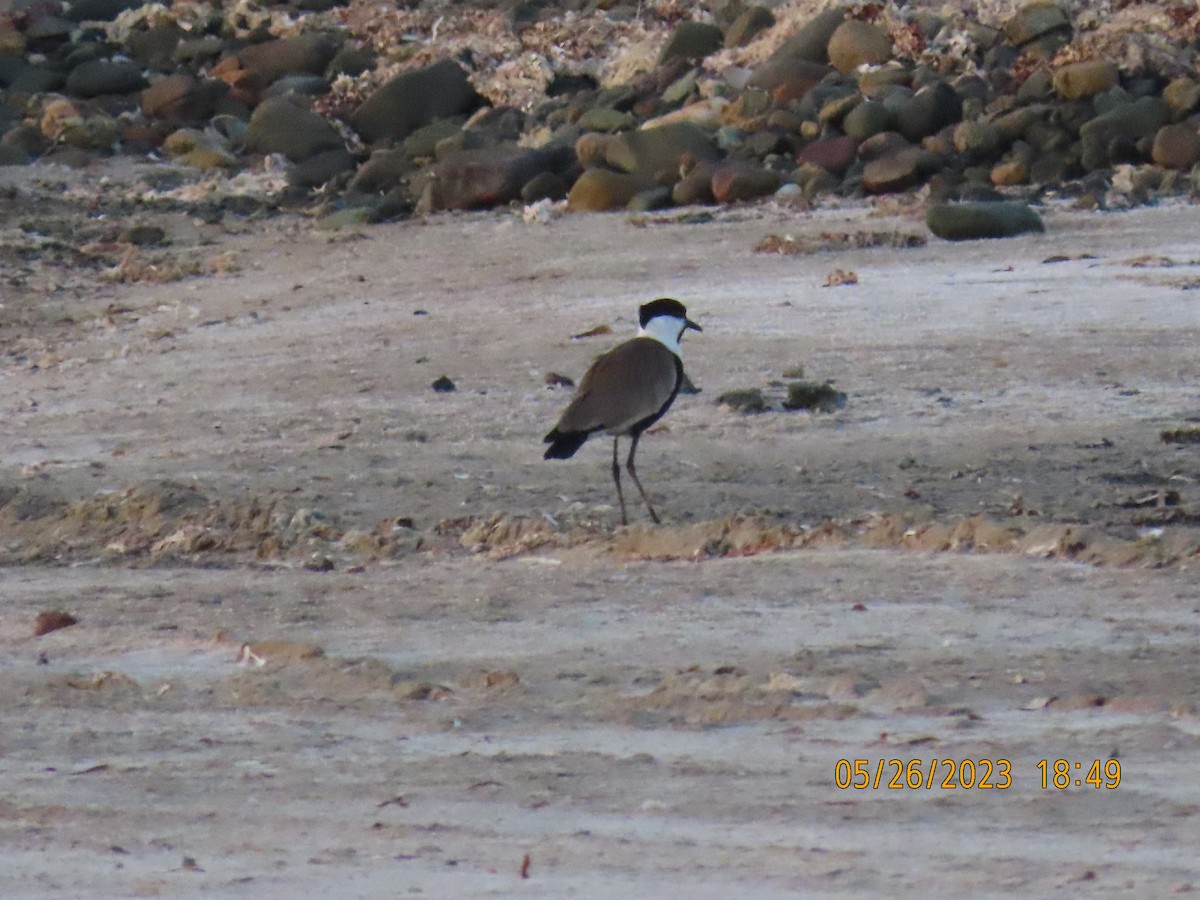 Spur-winged Lapwing - ML578373311