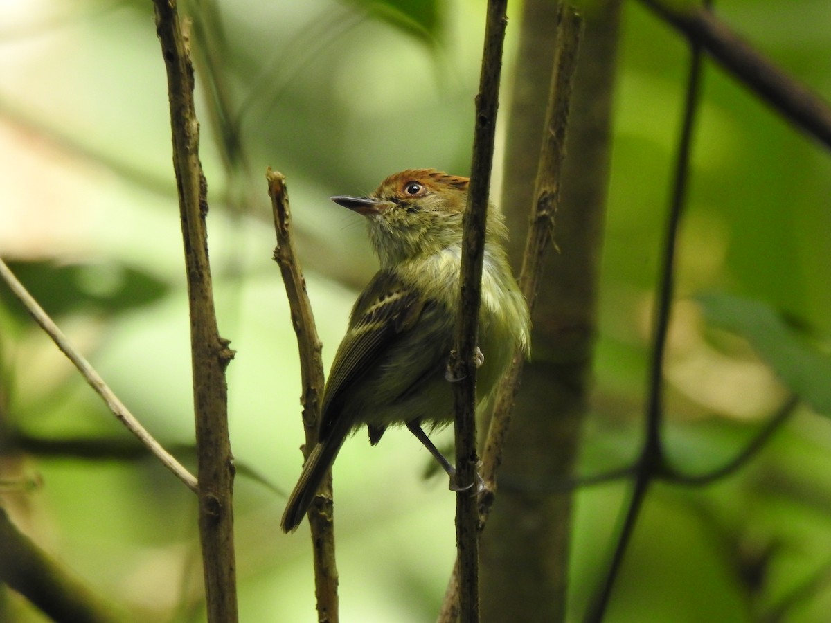 Scale-crested Pygmy-Tyrant - ML578376231