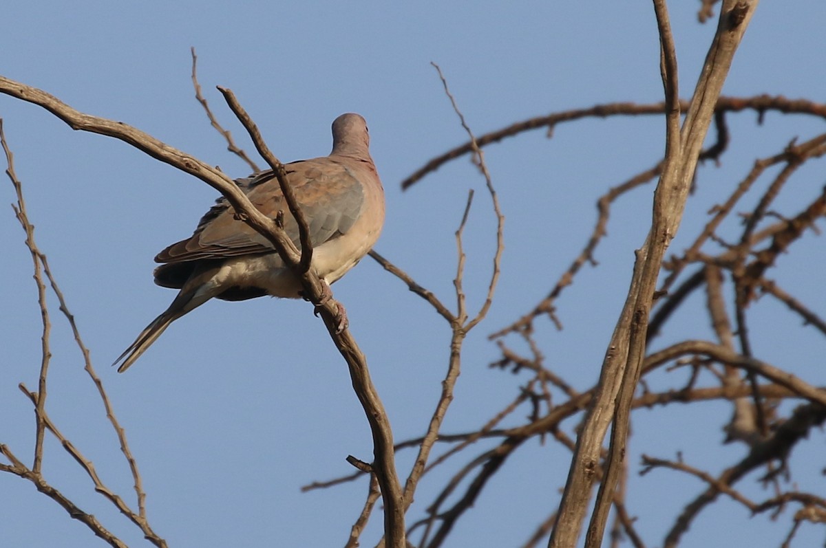 Laughing Dove - ML57837971
