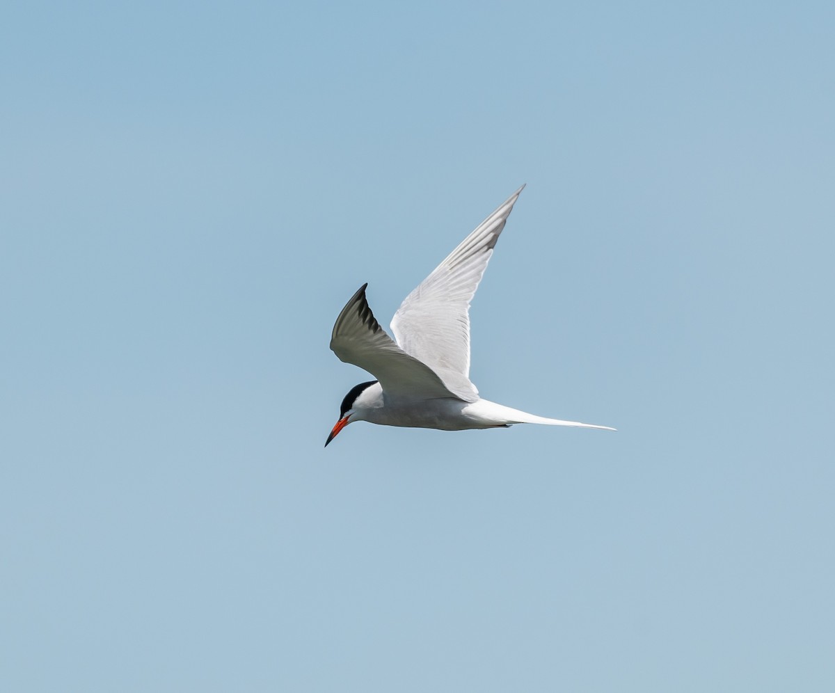 Common Tern - ML578386401