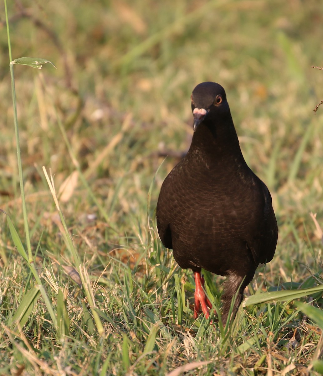 Rock Pigeon (Feral Pigeon) - Hendrik Swanepoel