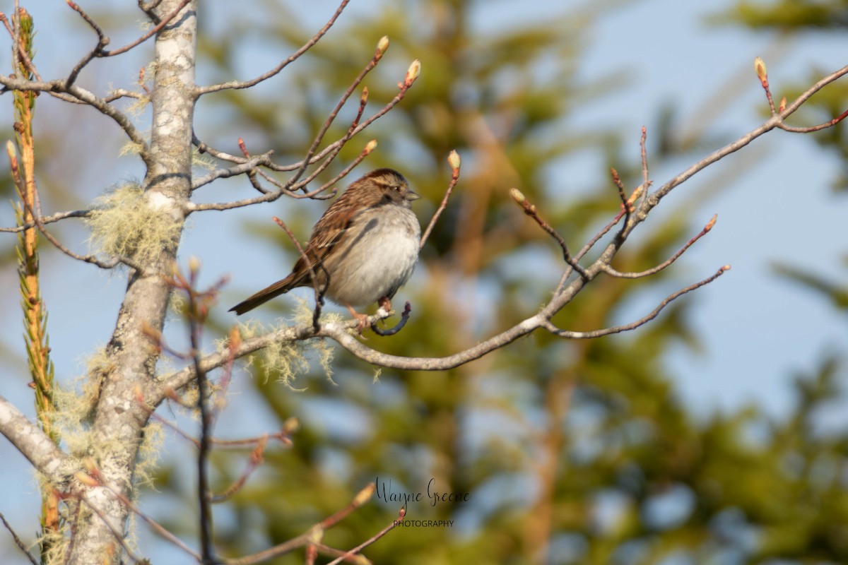 White-throated Sparrow - ML578387891