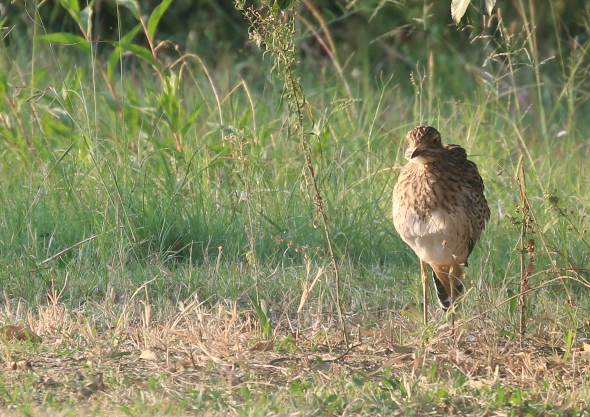 Spotted Thick-knee - ML57838871