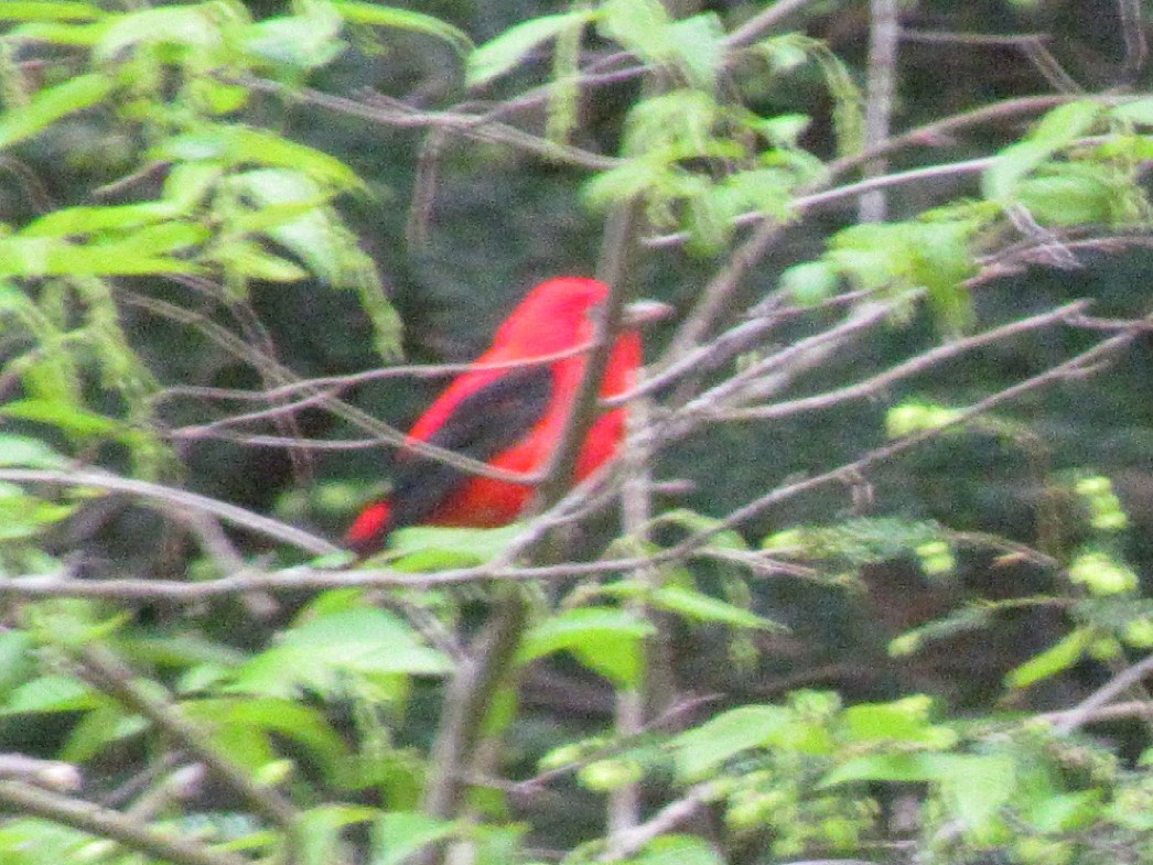 Scarlet Tanager - ML57838881
