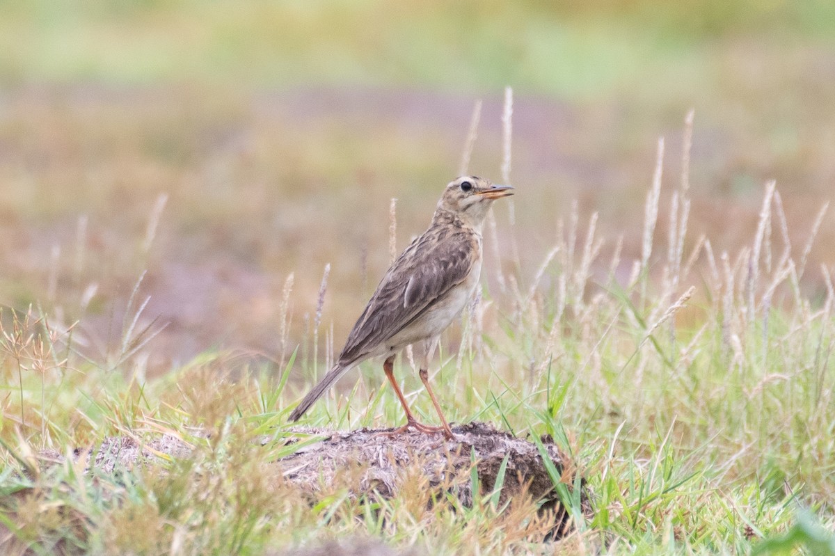 Pipit rousset - ML578390571