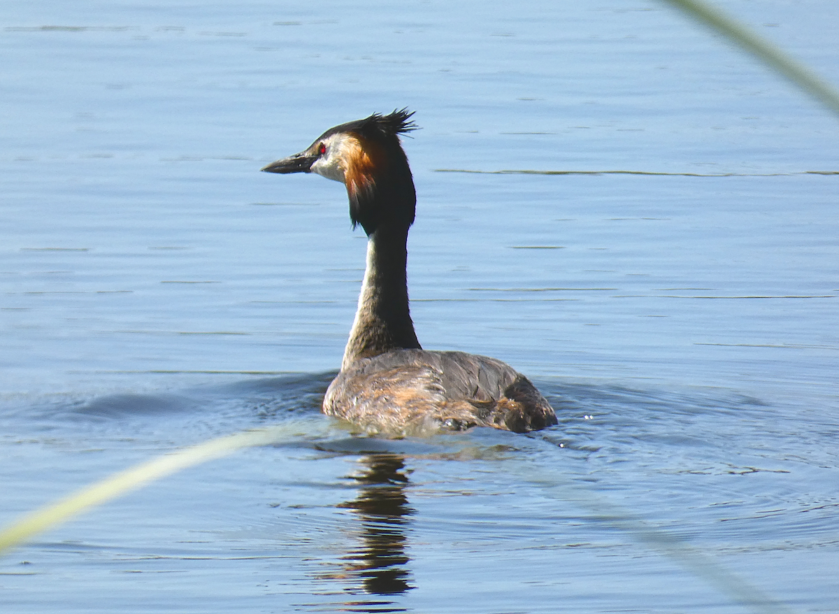 Great Crested Grebe - ML578391001
