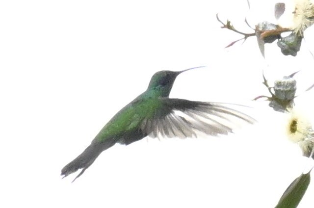 kolibřík modrolící - ML578393801