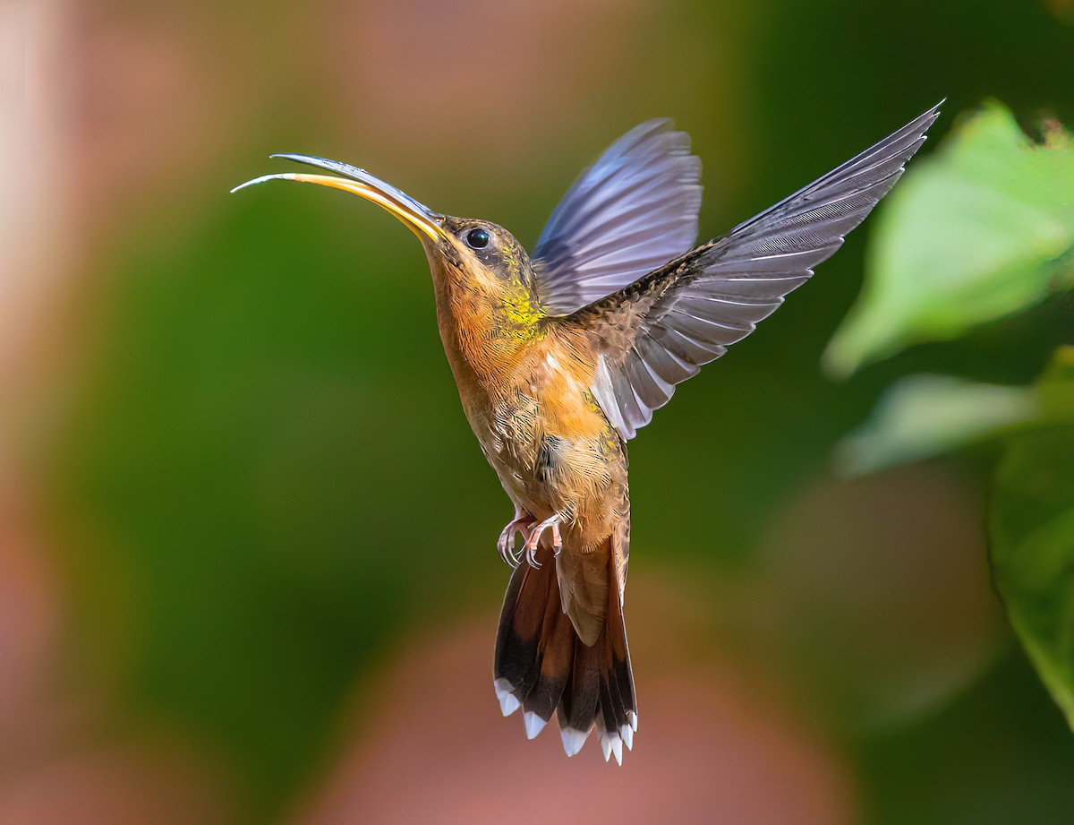 Rufous-breasted Hermit - ML578395241