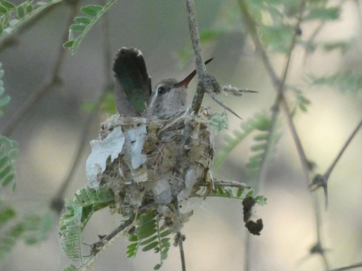 Broad-billed Hummingbird - Steven C and Emily B