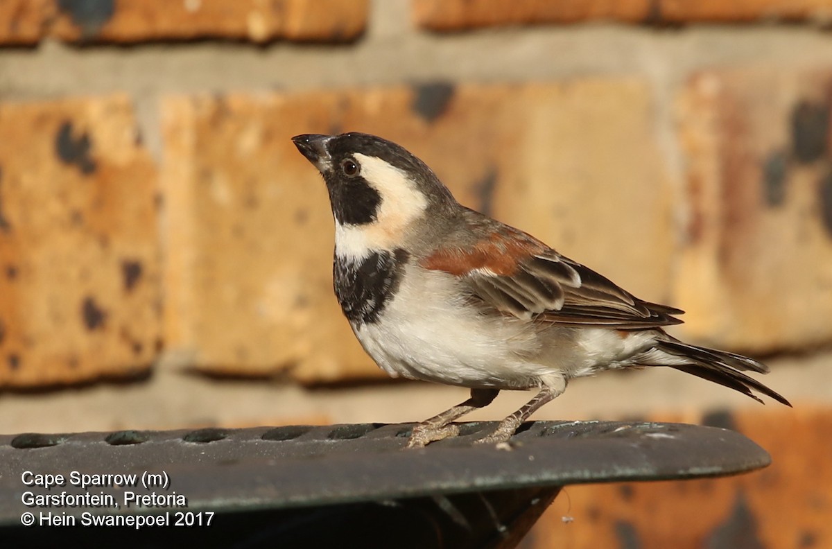 Cape Sparrow - Hendrik Swanepoel